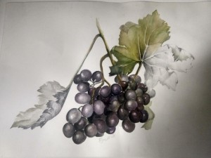 0118 Tiziana Trusiani - Una-carezza-di-uva-tecnica-acquerello-misura-35x40-misura-40x30-0118                 